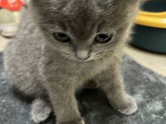-欣宠猫屋·矮脚拿破仑·蓝金金渐层