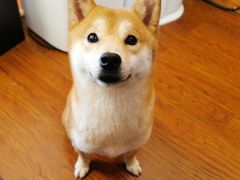 -豆柴町-柴犬主题狗咖(红鼎国际C座店)