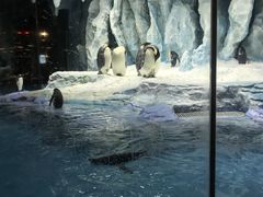 -帝企鹅自助餐厅•儿童岛•真企鹅(长隆企鹅酒店)