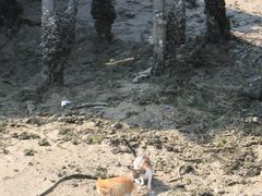 -大澳渔村及棚屋