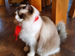 -蓝鲸·缅因猫舍