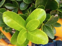 -郭林家常菜(洋桥店)