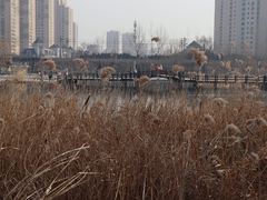 -前关湿地公园