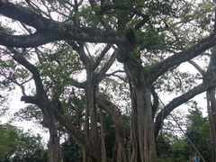 -瑞丽独树成林风景区