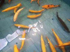 -醉美东江·三文鱼·烧鸡公