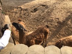 -石家庄市动物园