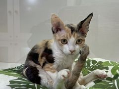 -青奢宠物·青奢猫舍