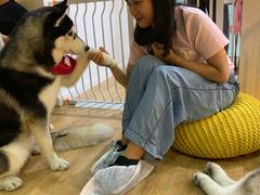 -Husky Go! 哈士奇体验馆·宠物咖啡厅狗咖