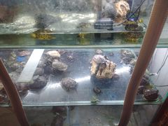 -大自然花鸟鱼虫市场