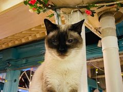 -猫小院猫主题咖啡厅(北锣店)