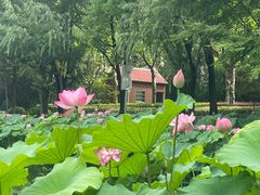 -陈家山荷花公园