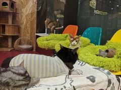 -和它·交个朋友·狗咖猫咖(爱琴海店)