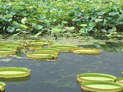 -荷塘月色湿地公园·向阳花洲