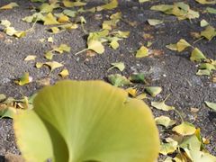 -三里屯东五街银杏大道