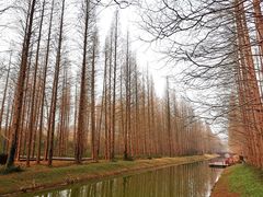 -黄海国家森林公园