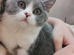 -lincat·猫舍(广州店)