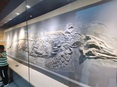 -安徽省地质博物馆