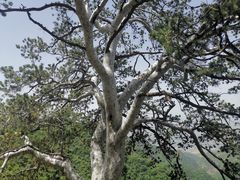 -少华山国家森林公园