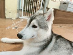 -柯斗斗主题餐厅·狗咖·围炉煮茶·茶饮(国瑞升平里店)