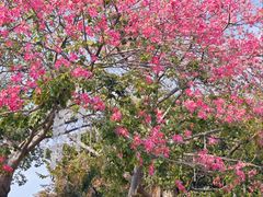 -均和墟历史街区-平和大押