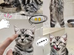 -lincat·猫舍(广州店)