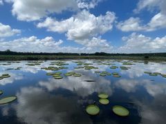 -荷塘月色湿地公园·向阳花洲