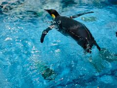 -帝企鹅自助餐厅•儿童岛•真企鹅(长隆企鹅酒店)