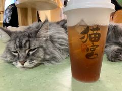 -猫和宫(六道口店)