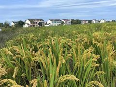 -苏州太湖国家湿地公园