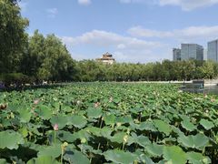 -莲花池公园