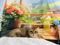 -爱洗澡的猫(望京店)