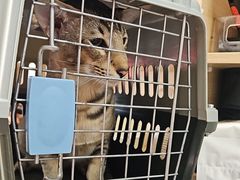 -宠福鑫康馨动物医院·骨科·眼科