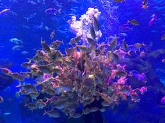 -芜湖新华联大白鲸海洋公园