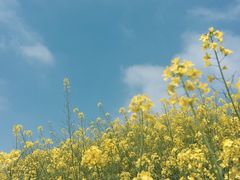-南汇桃花村