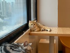 -有喵·猫咖·狗咖·30几只猫10只小狗(岗厦店)