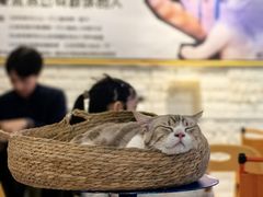-平行世界·猫咖(首经贸店)