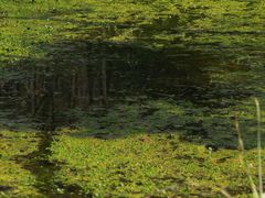 -西湖风景区-江洋畈生态公园