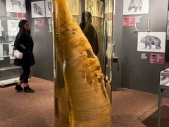 -冰岛阴茎博物馆