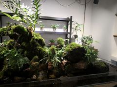 -植觉