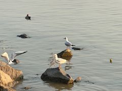 -深圳湾公园(南山区)