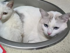 -伟伟宠物医院·瑞派猫友好医院·猫科(光谷店)