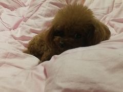 -波姐宠物家庭寄养