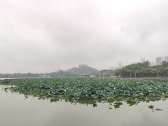 -月湖风景区