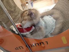 -屋虎猫馆(宝安大仟里店)
