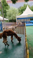 -萌宠亲子动物乐园(槐房万达店)