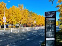 -三里屯东五街银杏大道