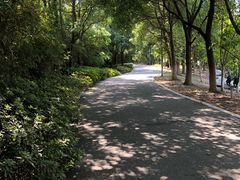 -荷塘月色湿地公园·向阳花洲