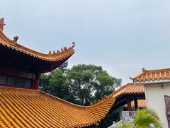 -深圳仙湖植物园