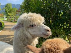 -杭州桐庐康莱德酒店西餐厅-舍