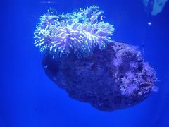-悉尼海洋生物水族馆